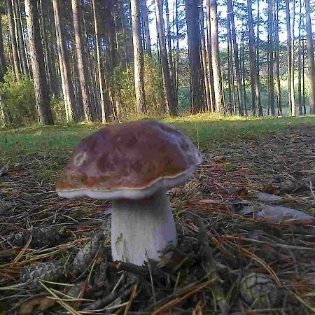 Domek Danka - Do 4 Osob- Lasy Natura 2000 - Do Jeziora 300 M Casa de Férias