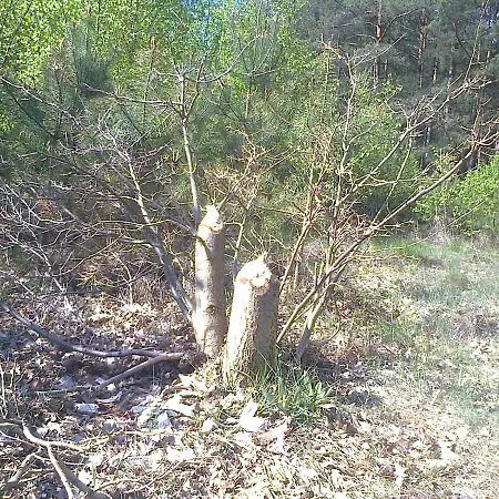 Domek Danka - Do 4 Osob- Lasy Natura 2000 - Do Jeziora 300 M Casa de Férias *